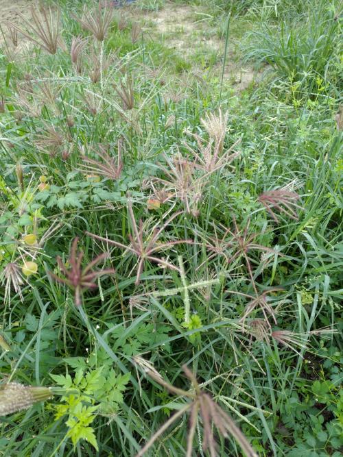 虎尾草、刺虎尾草、孟仁草