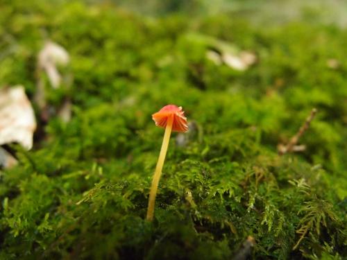 Mycena acicula(紅橘小菇)