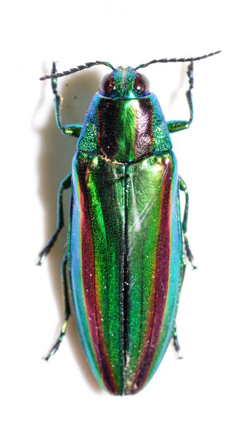 彩虹吉丁蟲 Chrysochroa fulgidissima