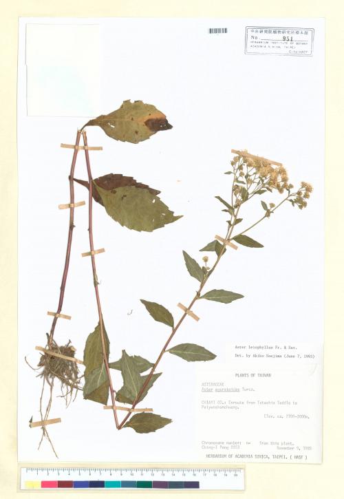 Aster leiophyllus Fr. & Sav._標本_BRCM 5288