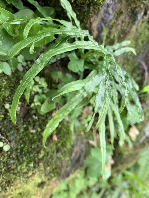 井欄邊草 (鳳尾蕨)