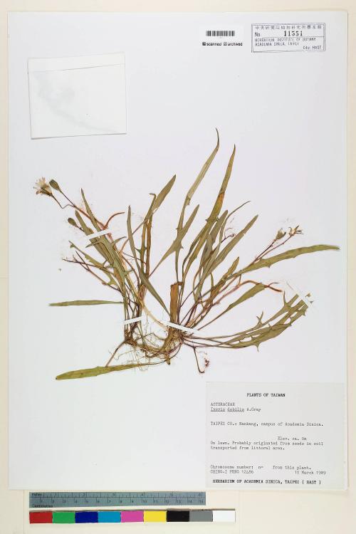 Ixeris debilis (Thunb.) A. Gray_標本_BRCM 7219