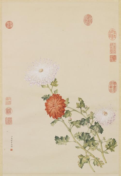 清郎世寧畫洋菊　軸