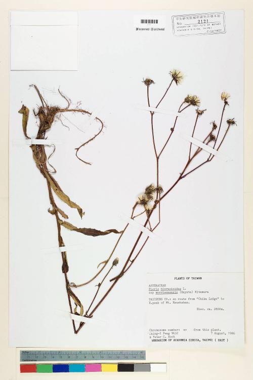 Picris hieracioides L. subsp. morrisonensis (Hayata) Kitam._標本_BRCM 6858