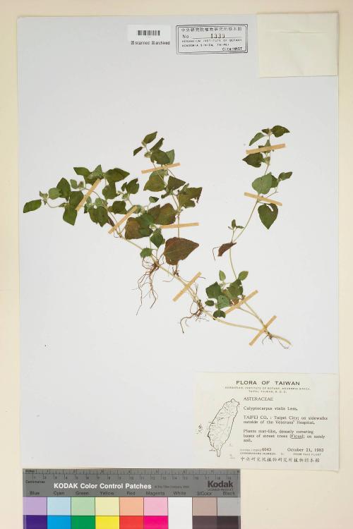 Calyptocarpus vialis Less._標本_BRCM 5016