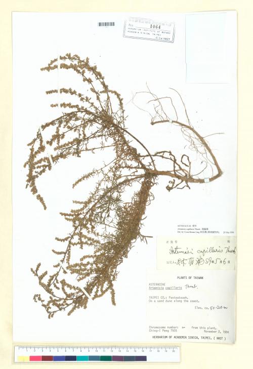 Artemisia capillaris Thunb._標本_BRCM 6631