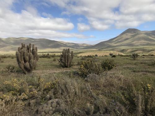 智利植被地景