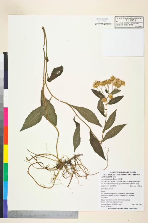 Aster ageratoides Turcz._標本_BRCM 5356