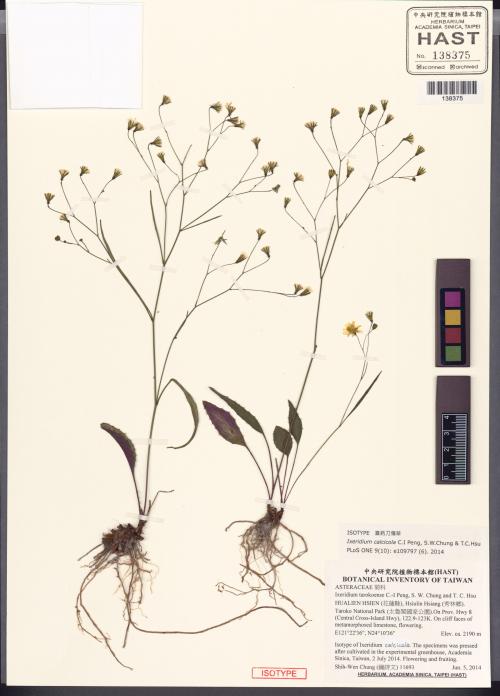 Ixeridium calcicola C.I Peng, S.W. Chung & T.C. Hsu_標本_BRCM 6198