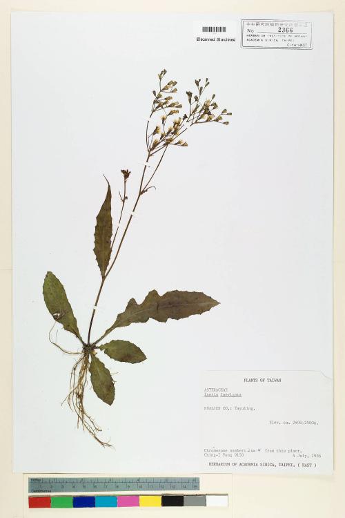 Ixeris laevigata (Blume) Schultz-Bip._標本_BRCM 6795