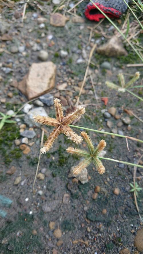 龍爪茅