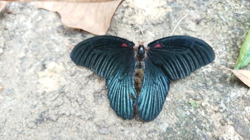 Helen and Mormon Swallowtails