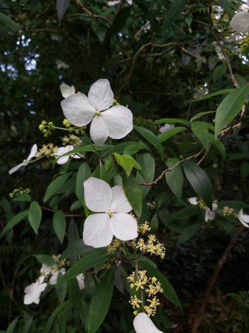 華八仙(華南分布)