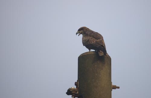 黑鳶