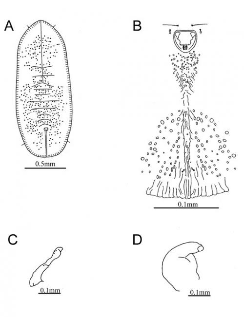 Rabdostigma shintenensis (Takahashi, 1933)