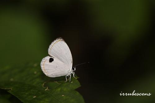 L52-1 藍丸灰蝶