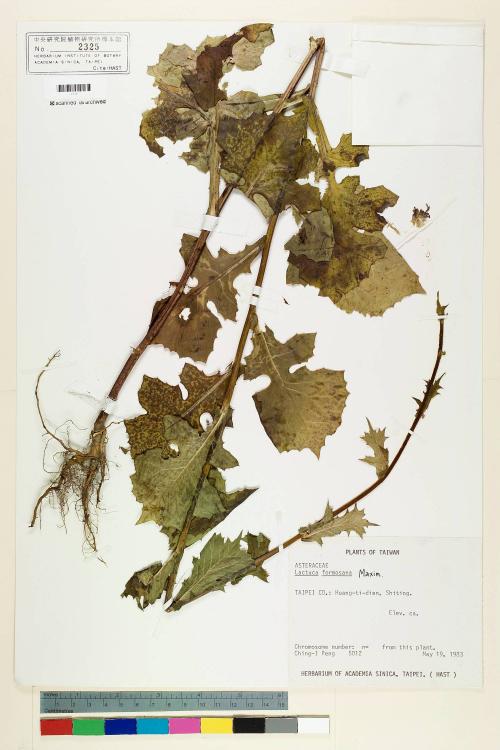 Lactuca formosana Maxim._標本_BRCM 6364