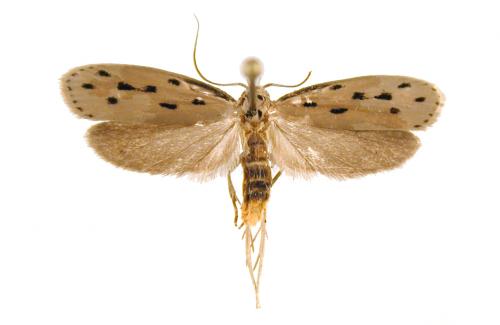 Ethmia maculifera 橫斑篩蛾