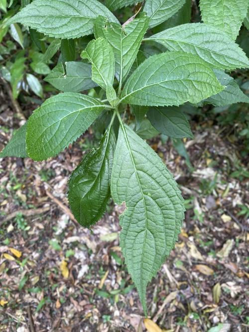 華八仙(華南分布)