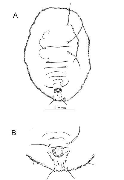 Crenidorsum elatostemae  (Takahashi, 1932)  冷清草摺粉蝨