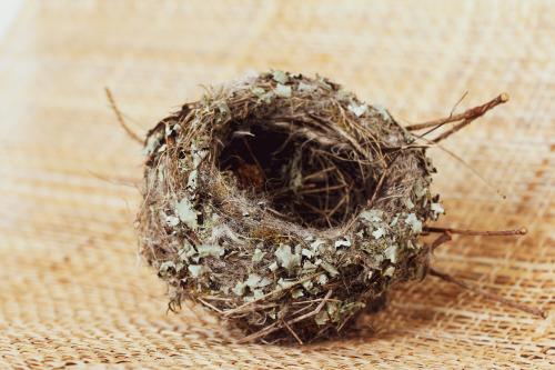 Tiny intricate bird's nest