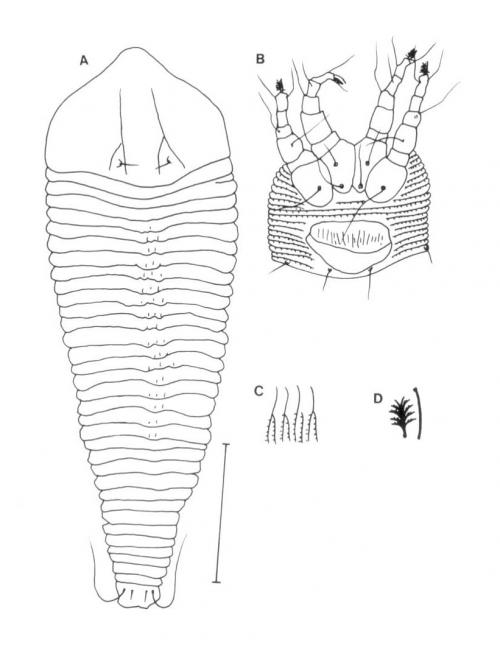 Catarhinus palmifolies Huang, 2001