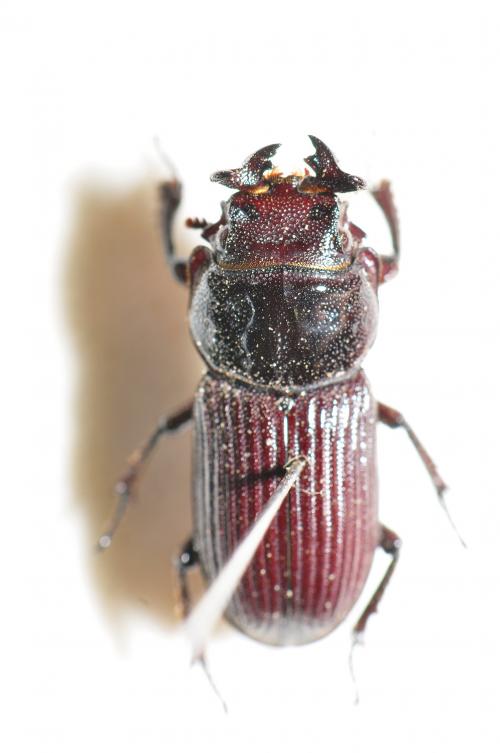 台灣角葫蘆鍬形蟲 Nigidius formosanus