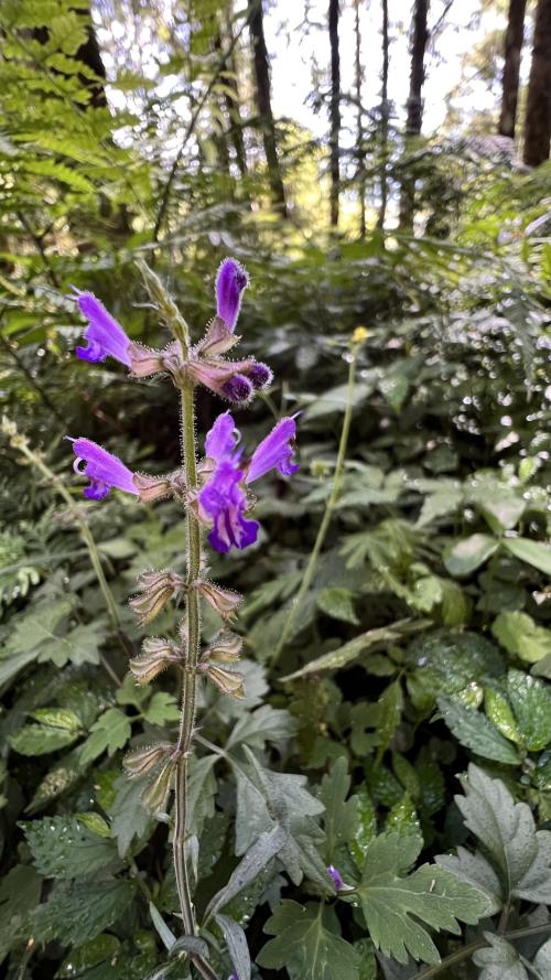 蕨葉紫花鼠尾草