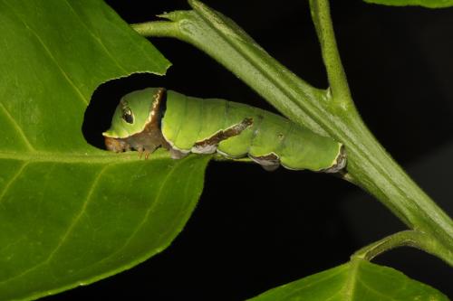 20090925_347298_Papilio polytes polytes_l.jpg