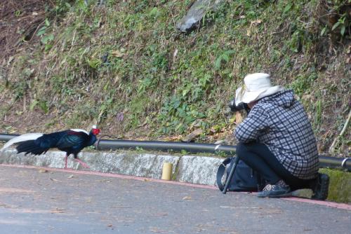 藍腹鷴