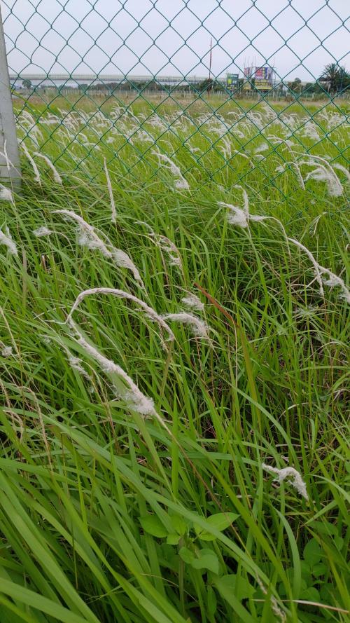 白茅 (茅針 茅根 茅草)