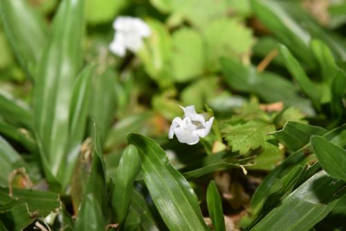 泥花草