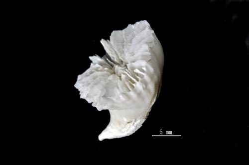 Caryophyllia ambrosia_02