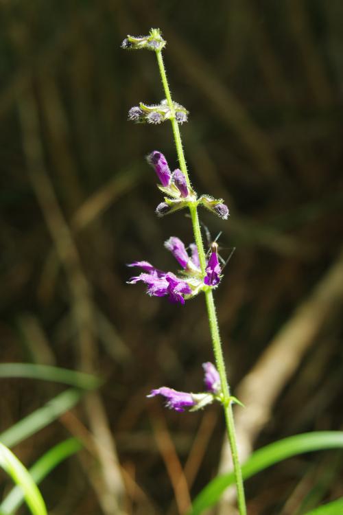 蕨葉紫花鼠尾草