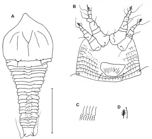 Neoshevtchenkella pinnatiae Huang, 2001