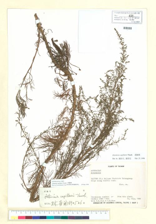 Artemisia capillaris Thunb._標本_BRCM 7144