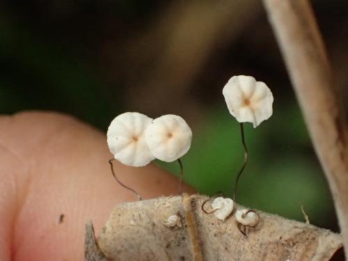 Marasmius aff. sasicola(竹葉生小皮傘之相似種)