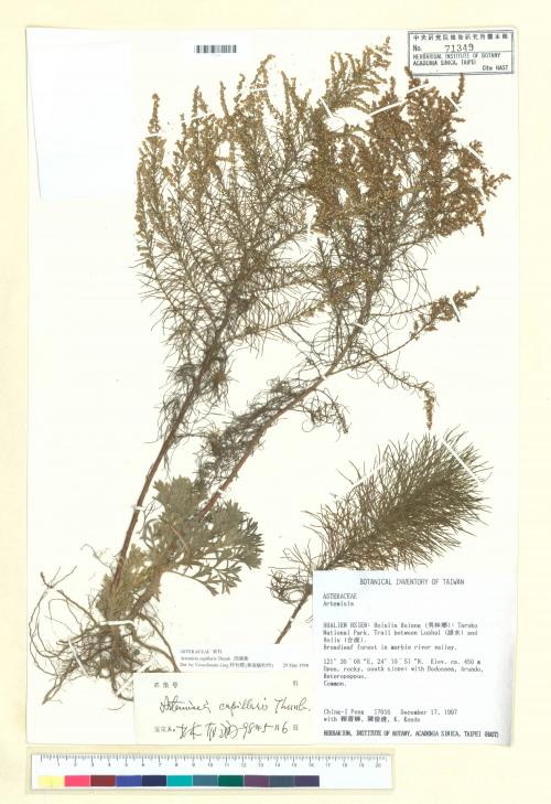 Artemisia capillaris Thunb._標本_BRCM 7500