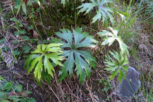 高山破傘菊