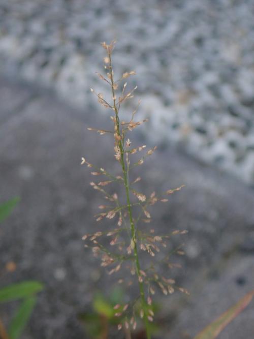 鯽魚草