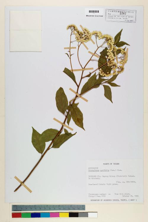 Microglossa pyrifolia (Lam.) Kuntze_標本_BRCM 6746