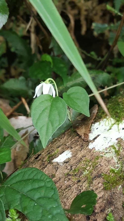 蔓茄