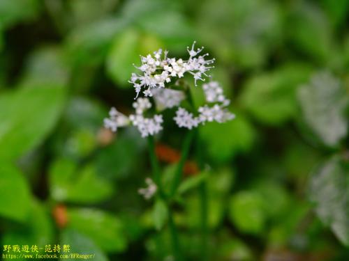 五葉山芹菜