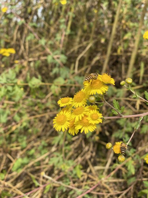 阿里山油菊