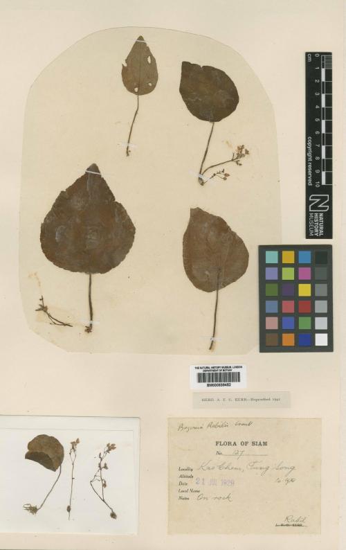 Begonia rabilii標本_BRCM 8745