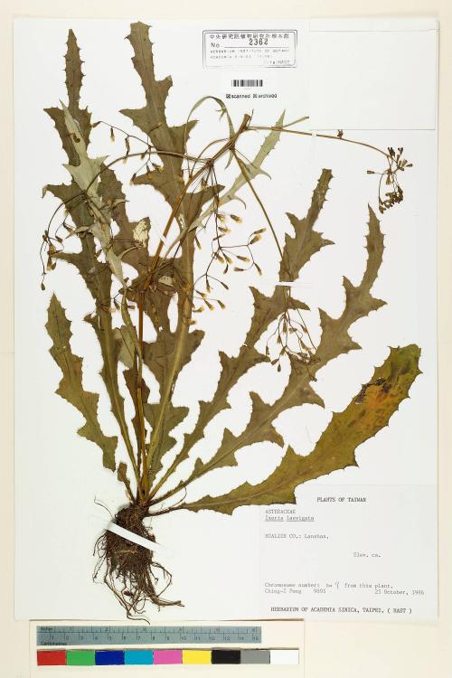 Ixeris laevigata (Blume) Schultz-Bip. ex Maxim var. oldhami (Maxim.) Kitam._標本_BRCM 6877