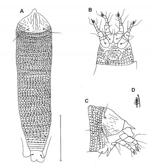 Aceria lanyuensis Huang, 2001