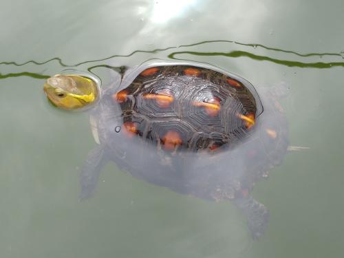 食蛇龜