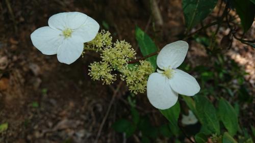 華八仙(華南分布)