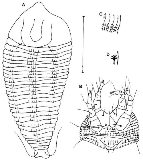 Tegolophus dirotuadus Huang, 2001